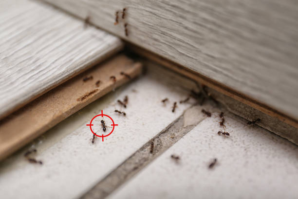 Holiday Shores, IL Pest Control Company