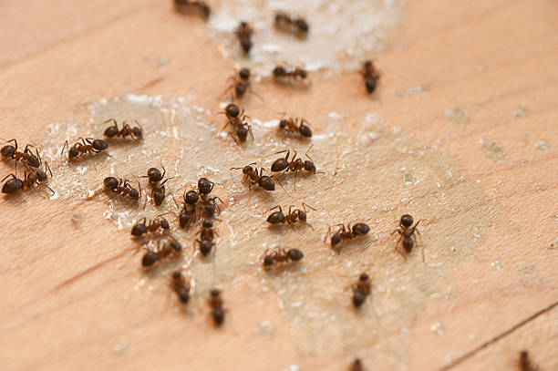 Best Cockroach Control Services  in Holiday Shores, IL