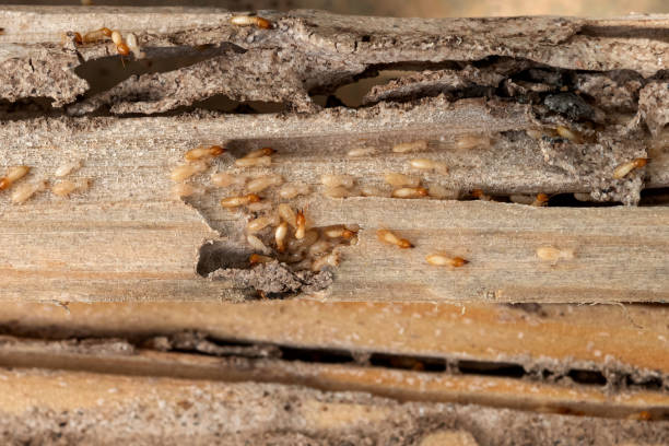 Best Best Pest Control Companies  in Holiday Shores, IL